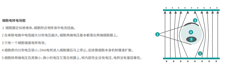 細胞電轉電場(chǎng)圖